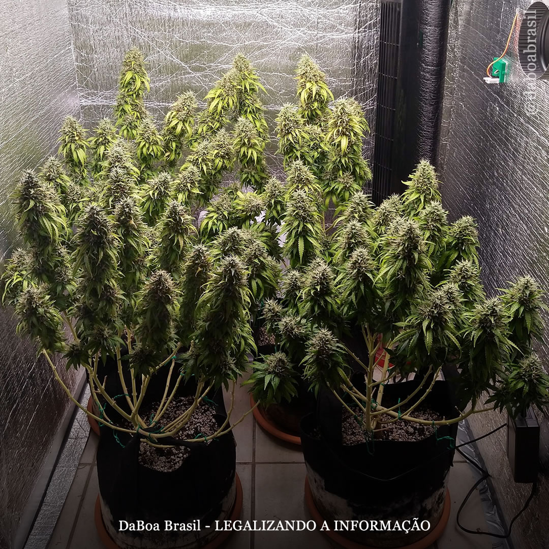 Dicas de cultivo: como fazer um cultivo de maconha contínuo