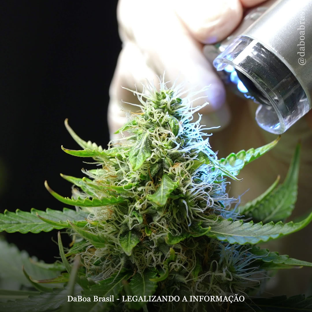 Dicas de cultivo: microscópio, uma ferramenta indispensável no cultivo de maconha