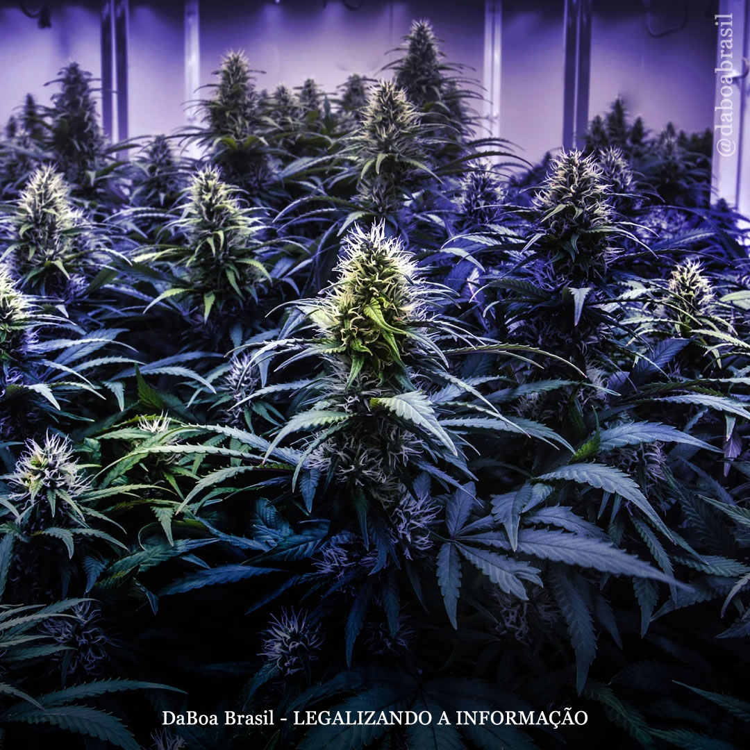 Dicas de cultivo: qual técnica de cultivo de maconha produz o melhor rendimento?