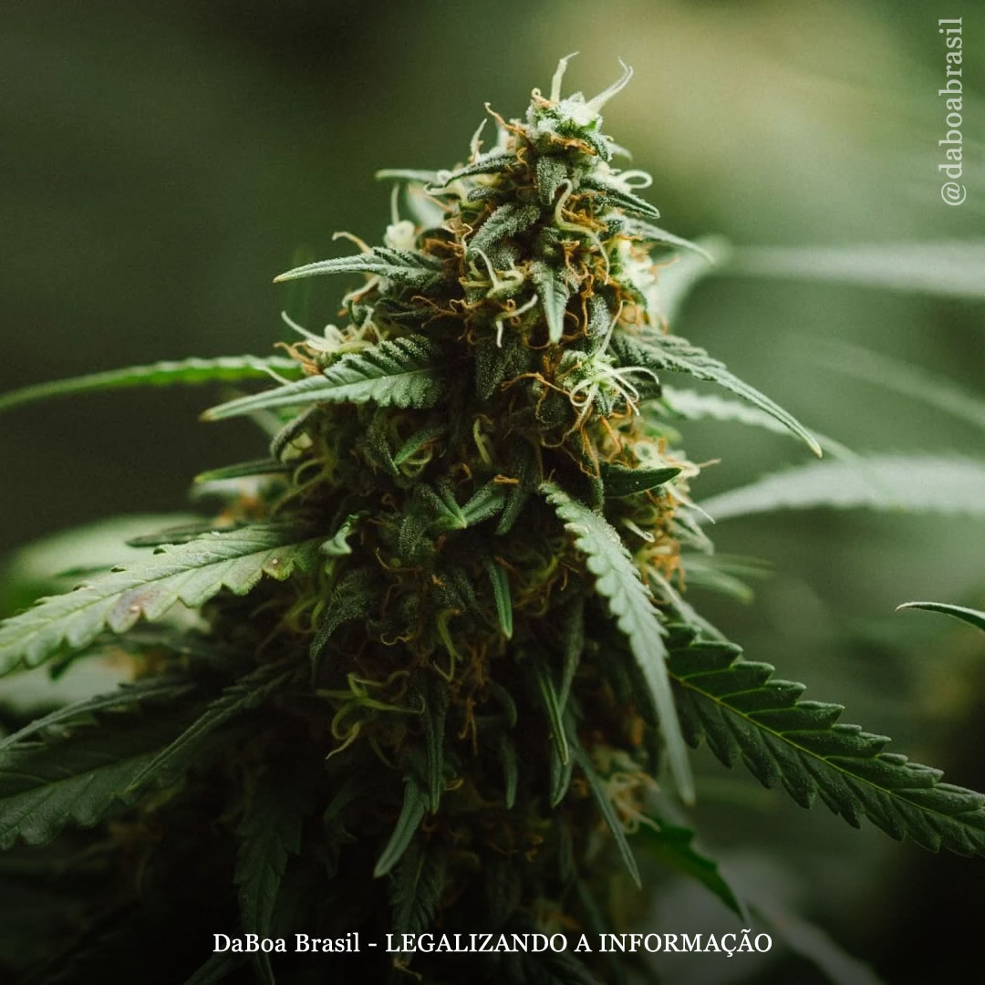 Mais de 30.000 artigos sobre maconha foram publicados por cientistas na última década