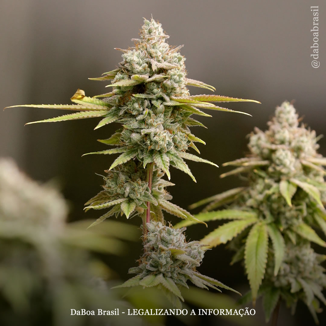 Novo relatório projeta que o mercado global de uso adulto da maconha quase dobrará até 2027