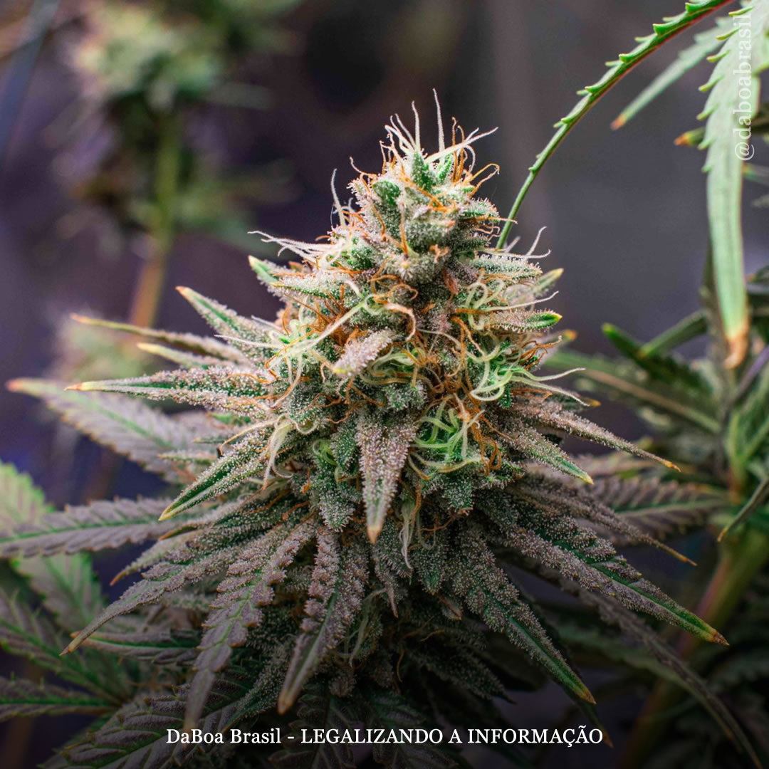 A maconha é “similarmente eficaz” aos opioides no tratamento da dor, mas com menos efeitos adversos, conclui estudo