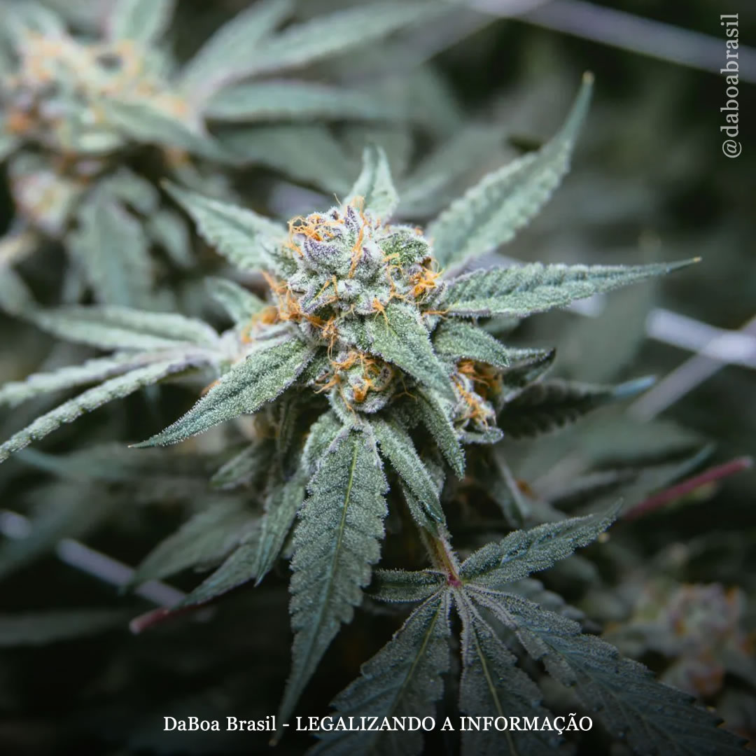 A maconha tem potencial para prevenir e reduzir a gravidade da COVID-19, ao mesmo tempo que trata sintomas a longo prazo, conclui estudo