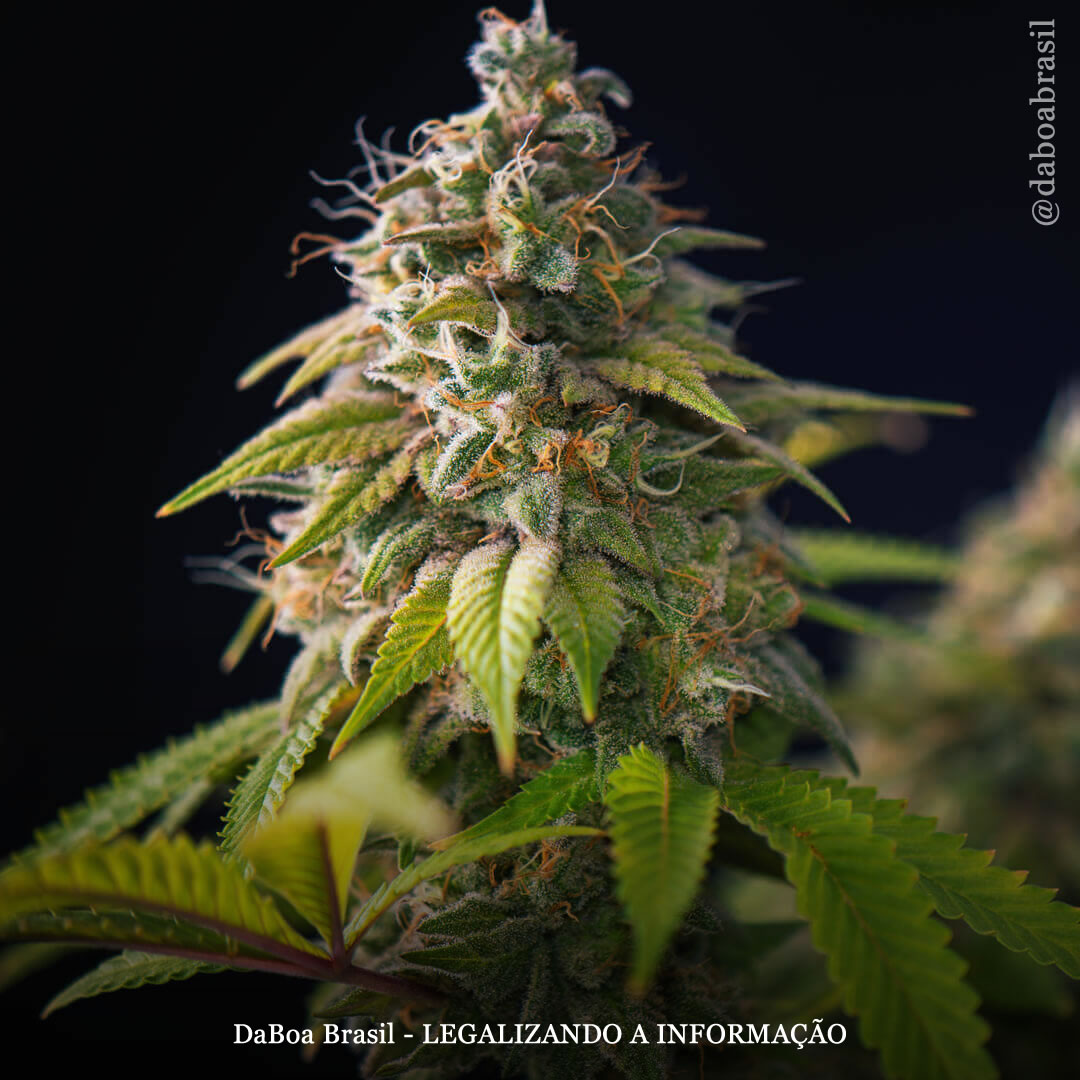 A maioria dos sobreviventes de câncer que usaram maconha relataram “grande grau de melhora sintomática”, diz estudo