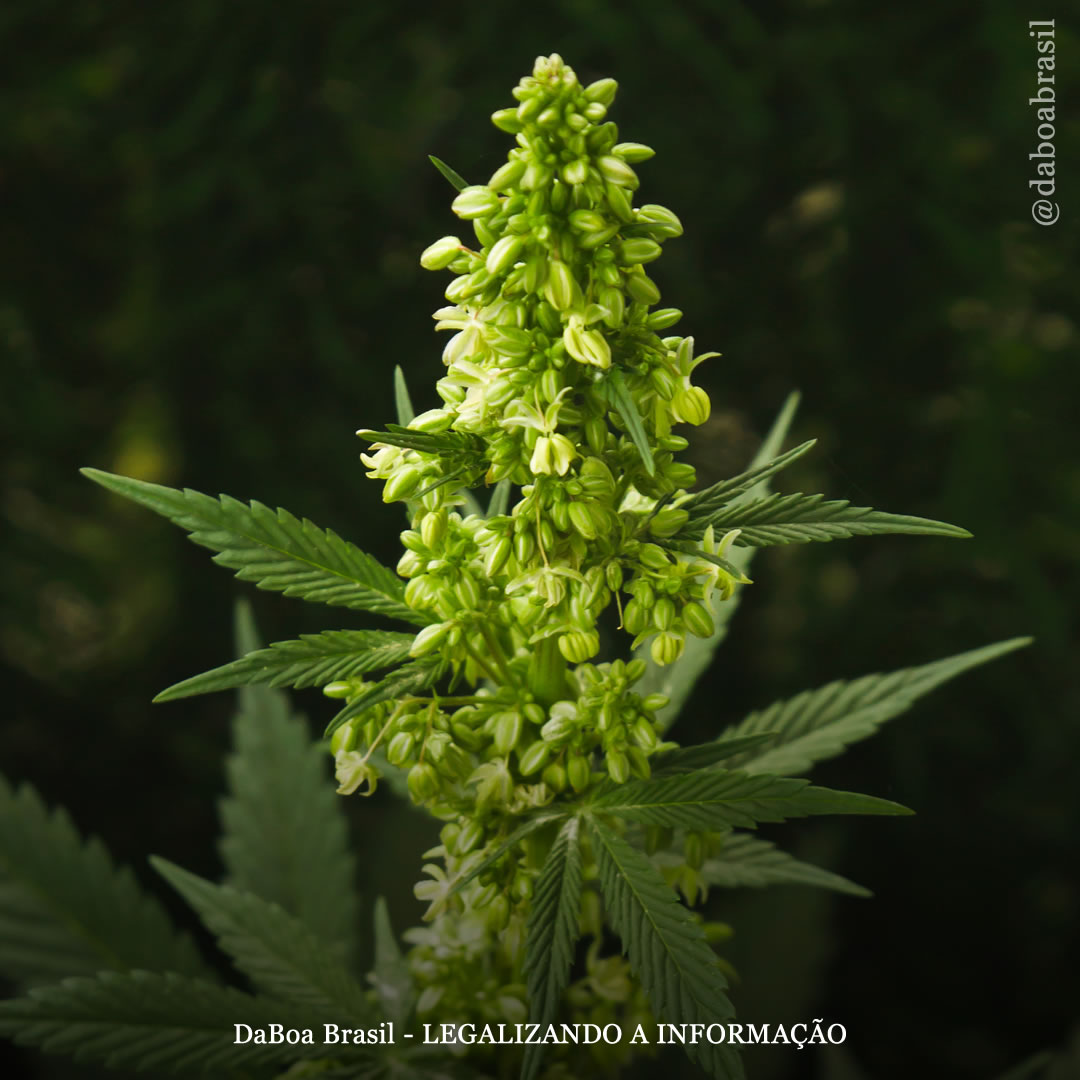 Dicas de cultivo: a função da planta macho no cultivo de maconha