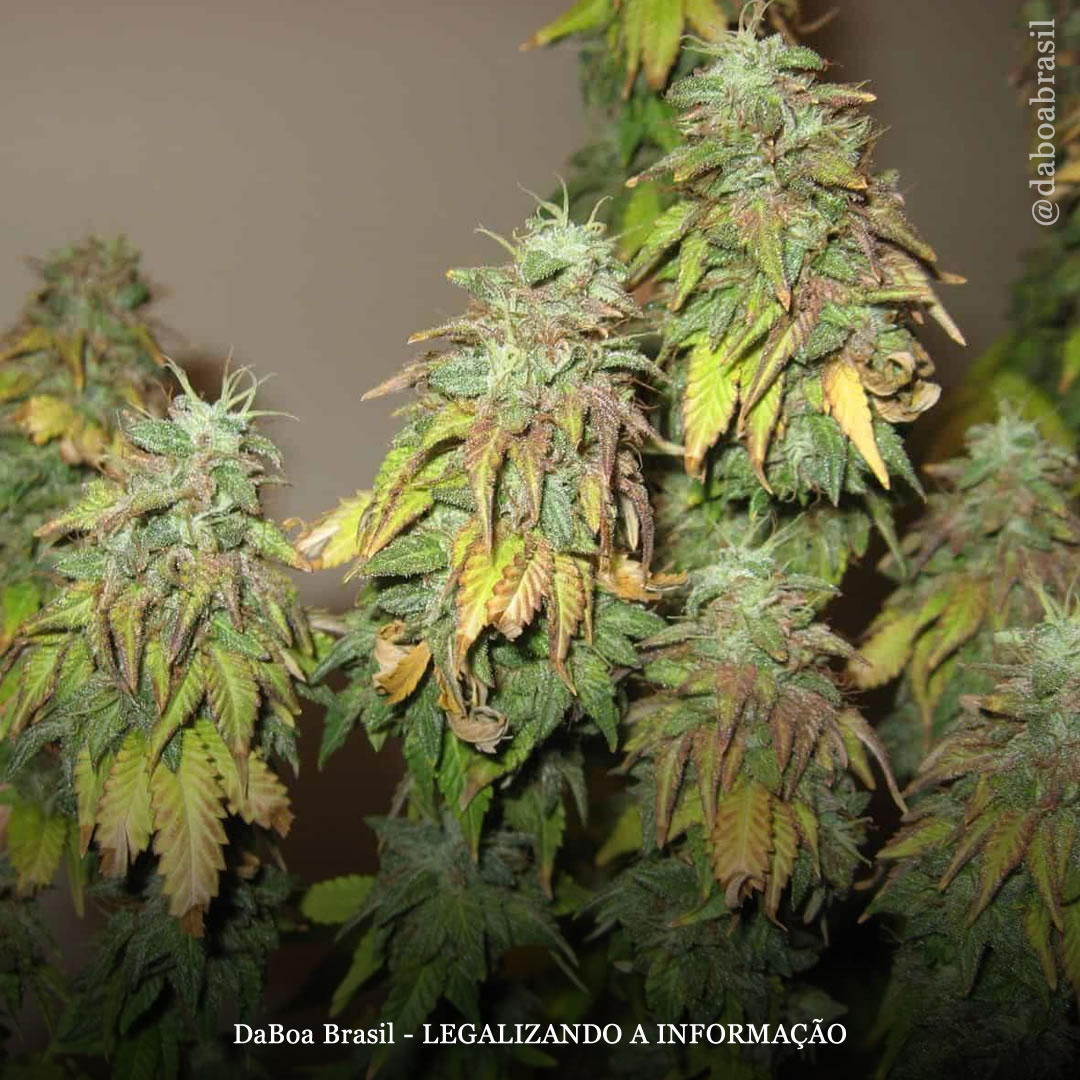 Dicas de cultivo: como identificar e tratar uma superfertilização (overfert) nas plantas de maconha