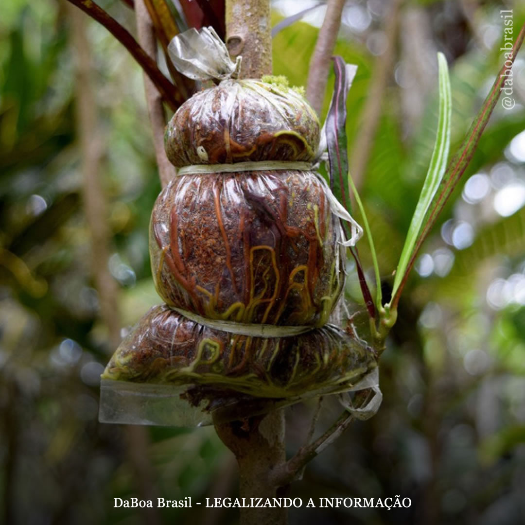 Dicas de cultivo: técnica de alporquia no cultivo de maconha