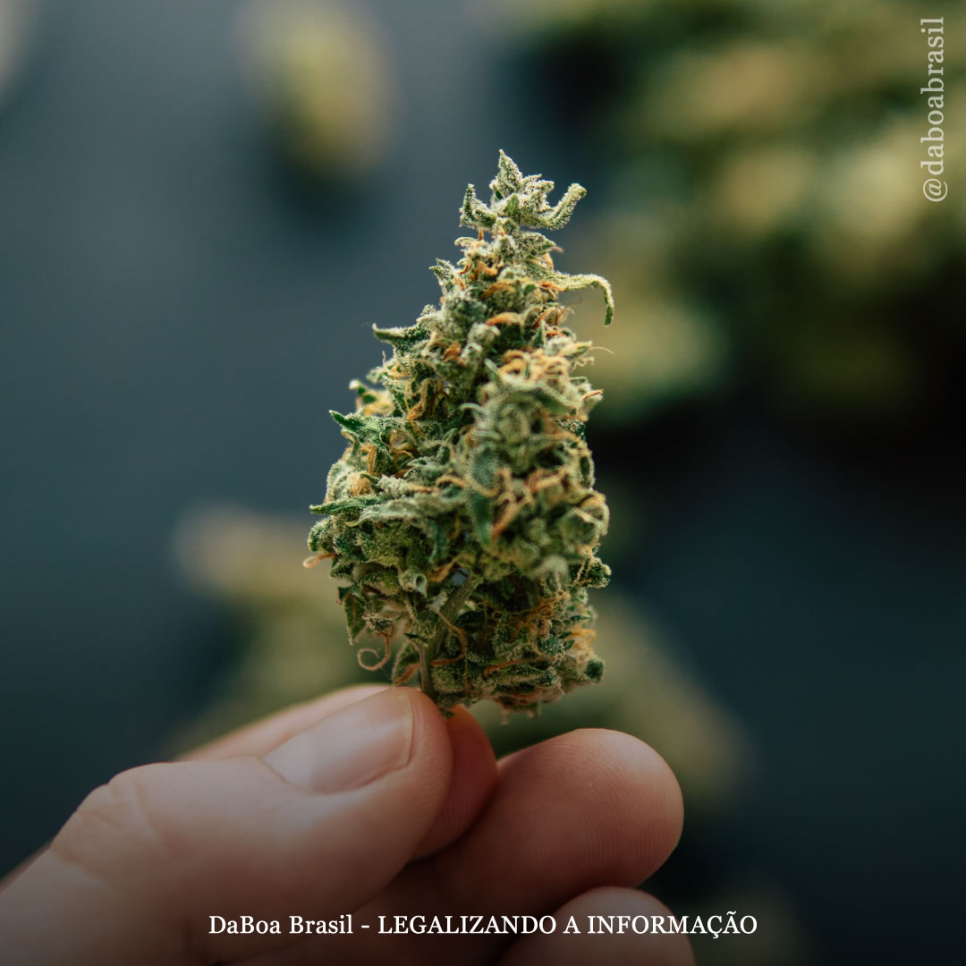 EUA: FDA recomenda a reclassificação da maconha para a lista III de substâncias proibidas