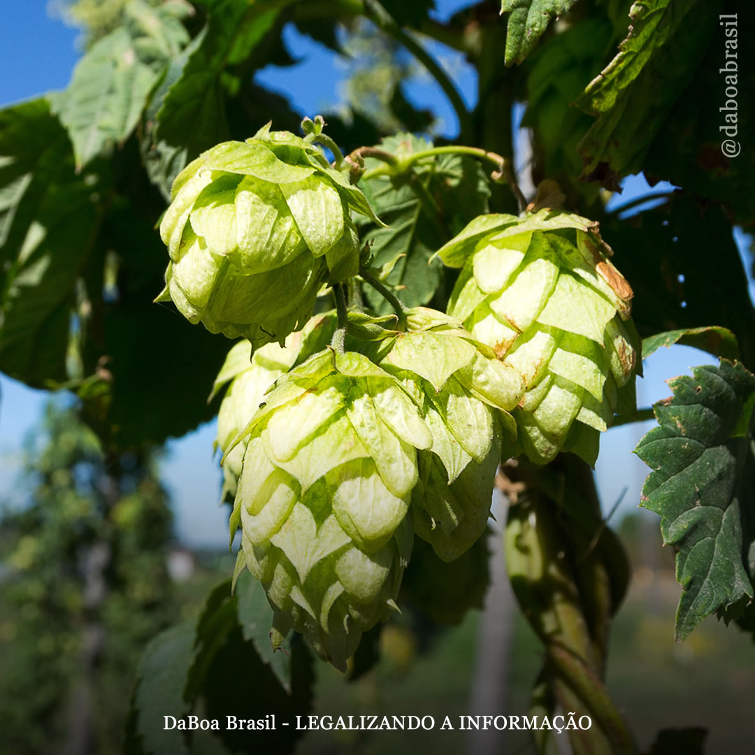 Maconha e lúpulo: parentes da família Cannabaceae