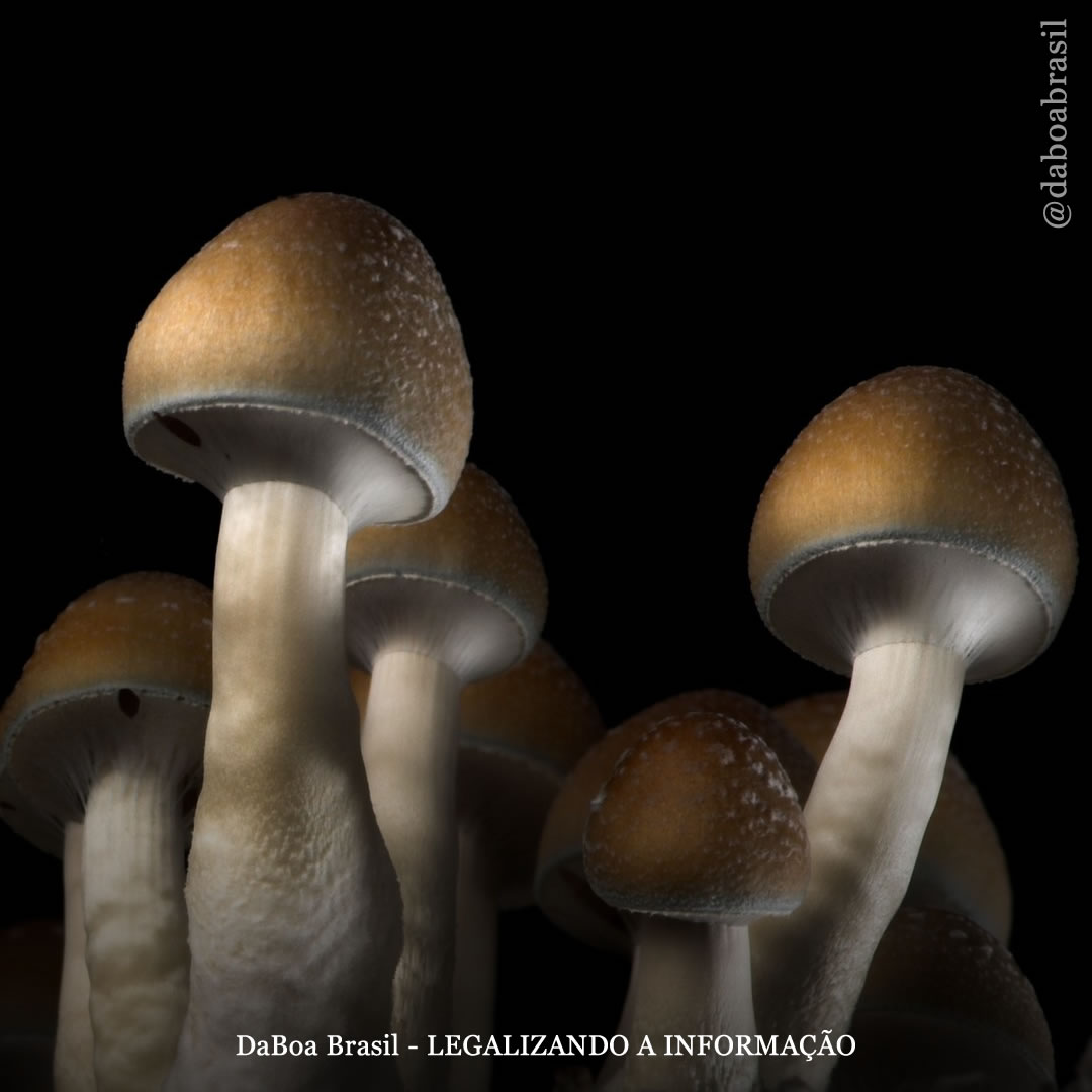 Microdosagem de psilocibina pode ajudar a tratar comportamentos compulsivos e anedonia, diz estudo