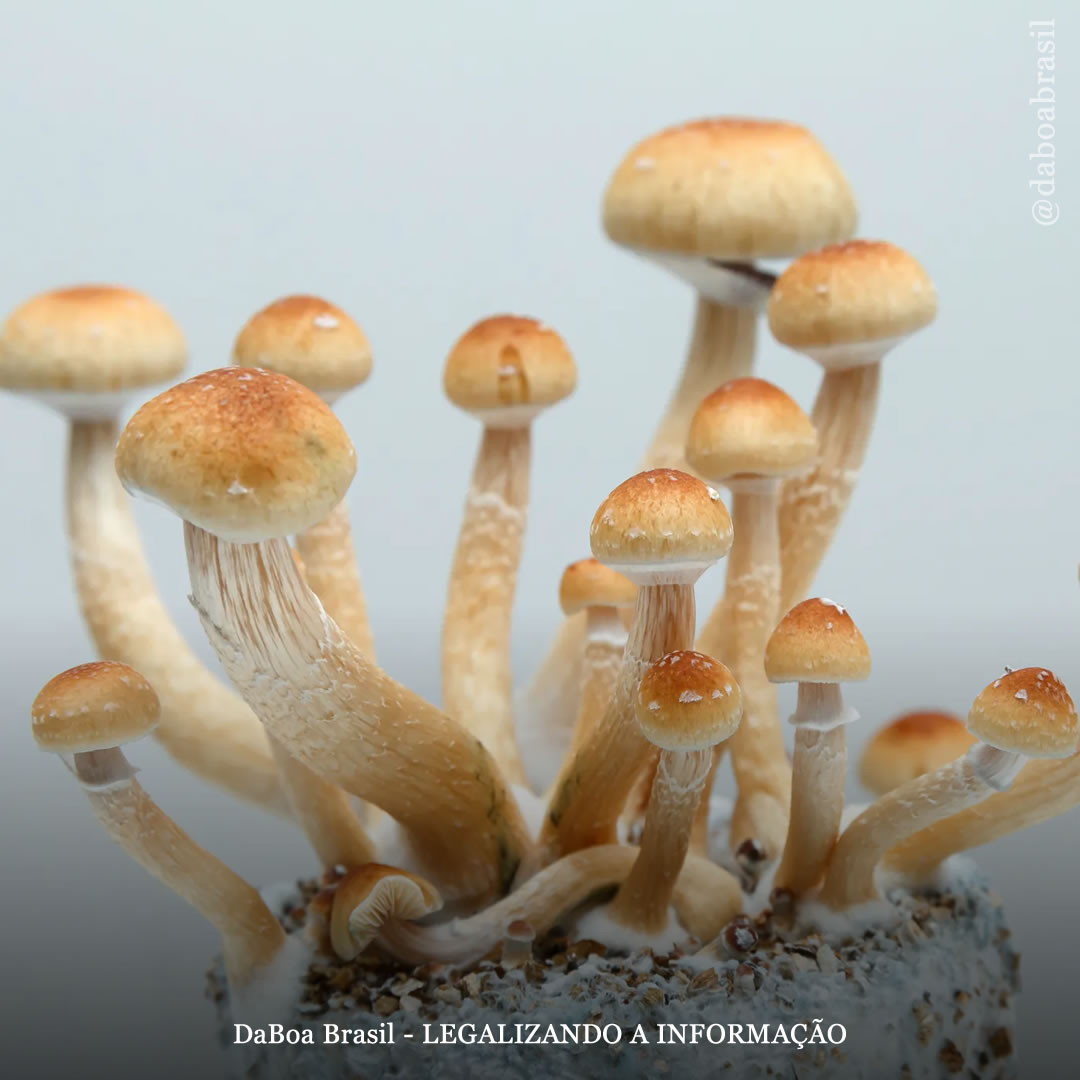 Novo estudo explora o potencial da psilocibina no tratamento de transtornos alimentares