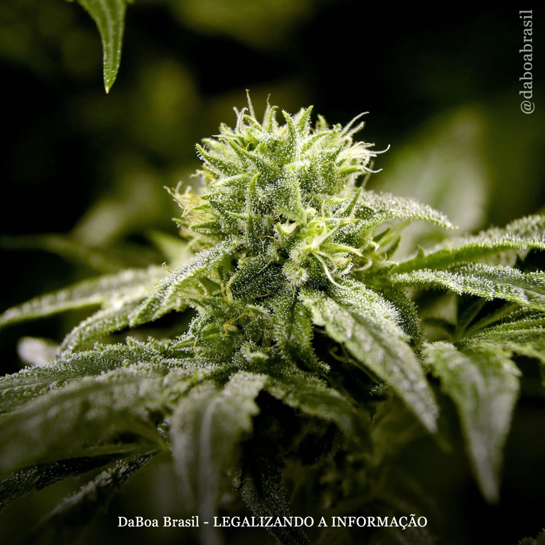 Pessoas com TDAH podem se beneficiar com o uso da maconha, diz estudo