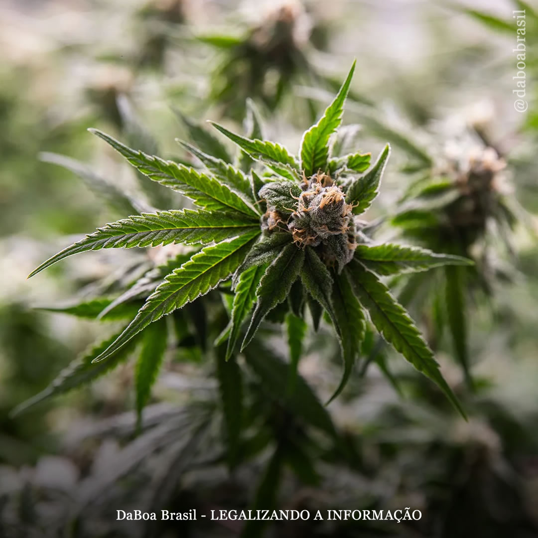 Senadores dos EUA dizem à DEA para legalizar totalmente a maconha, exigindo respostas sobre o processo de reagendamento