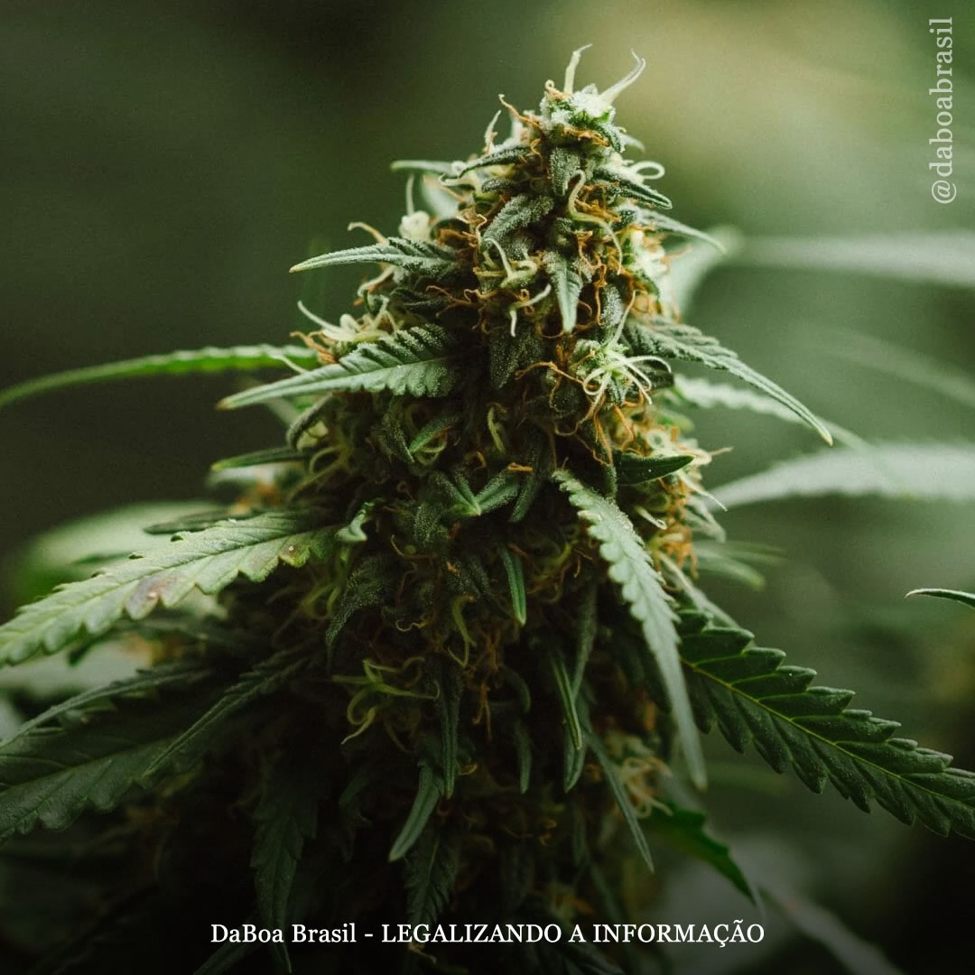 Alcaloides da maconha: o que são e para que servem?