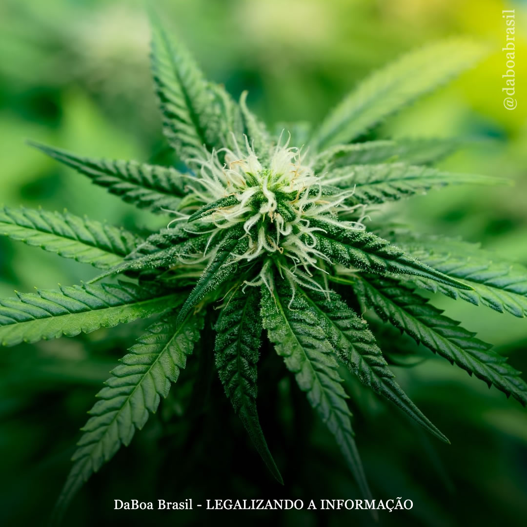 Dicas de cultivo: como e por que forçar a floração em plantas de maconha