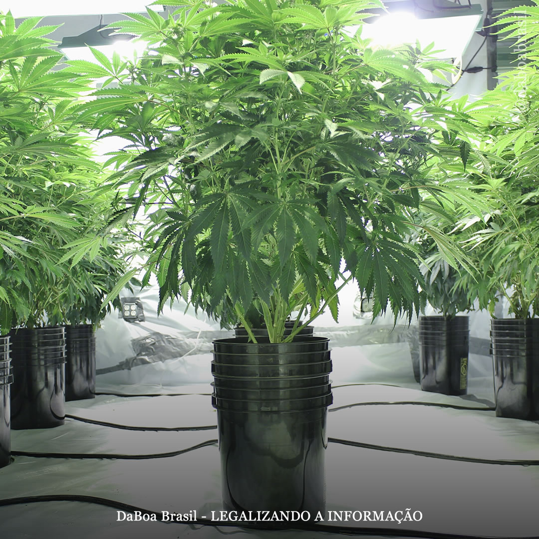 Dicas de cultivo: meios de cultivo hidropônicos, vantagens e desvantagens de cada um