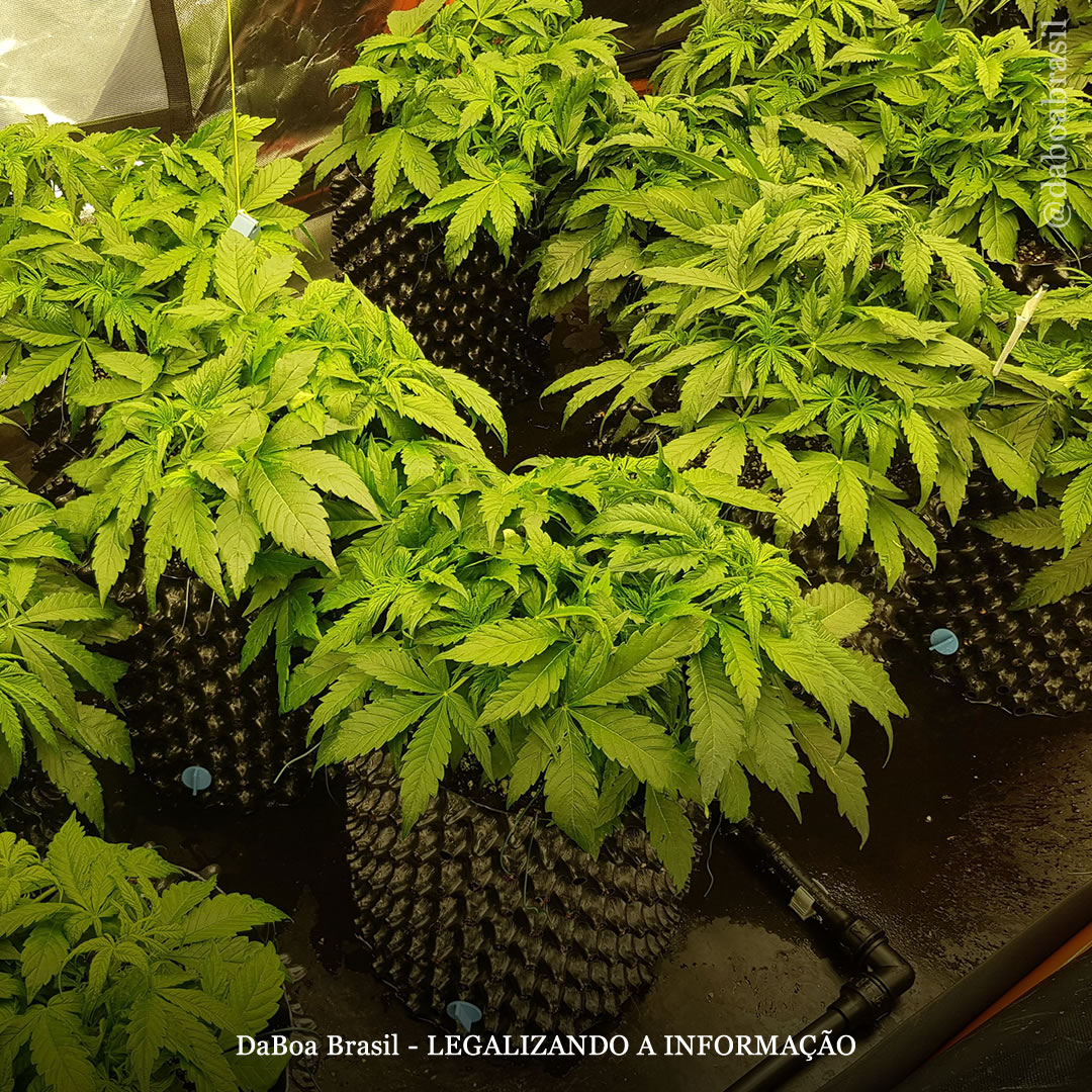 Dicas de cultivo: o que é e como resolver a clorose férrica em plantas de maconha