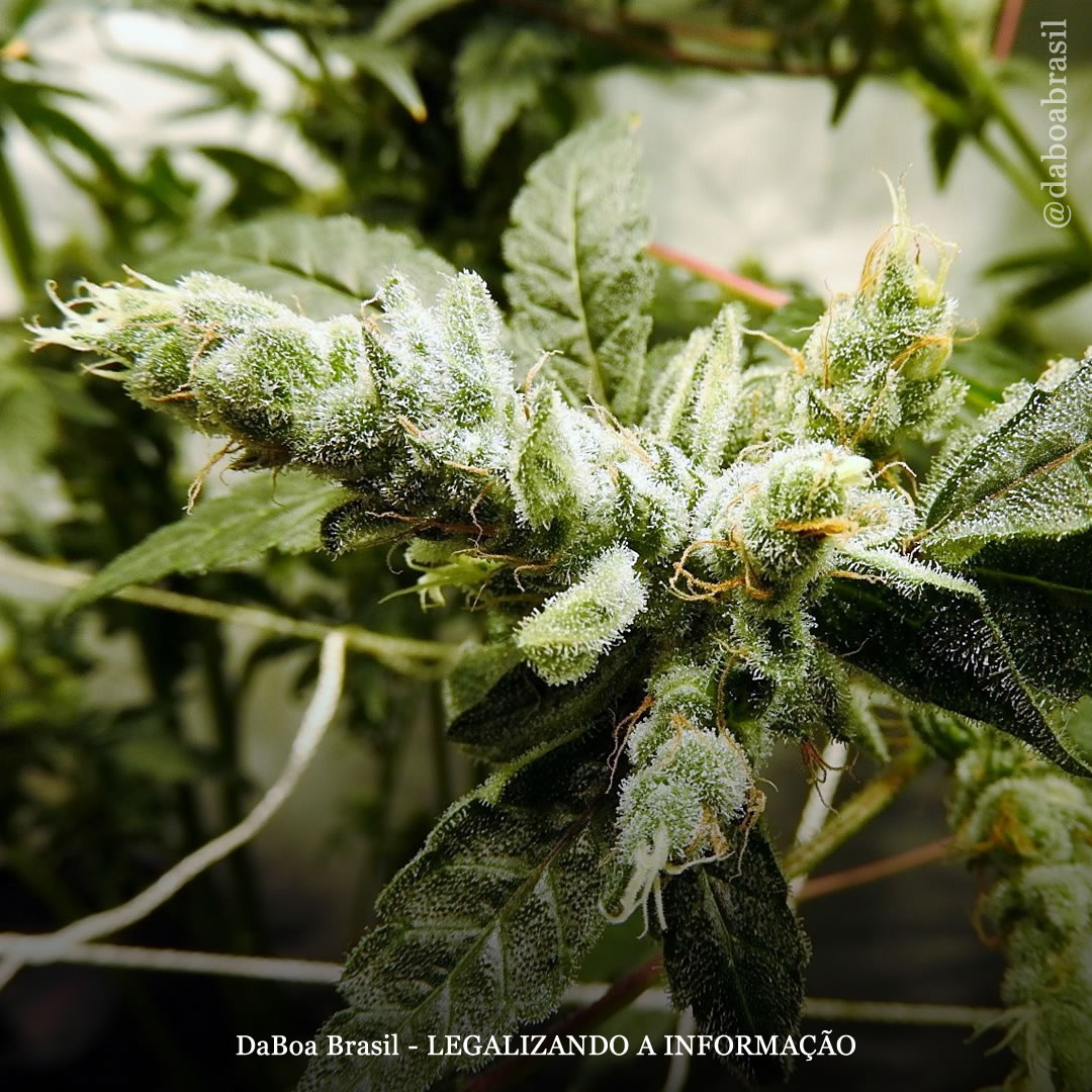 Dicas de cultivo: o que é fenotrigo (foxtails) e como afeta as plantas de maconha?