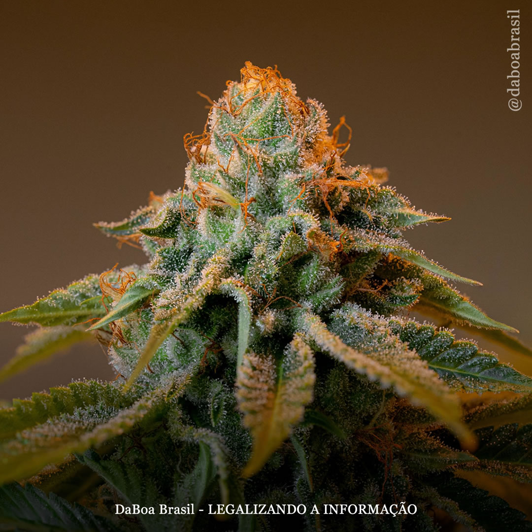 EUA: legisladores do Havaí propõem projetos de lei sobre a maconha para uso adulto