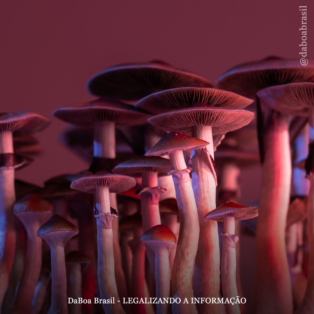 Psilocibina, LSD e outros psicodélicos melhoram a satisfação sexual durante meses após o uso, diz estudo