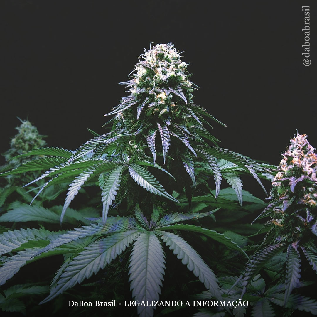 Queimando mitos: 16 mitos sobre a maconha que muitos ainda acreditam