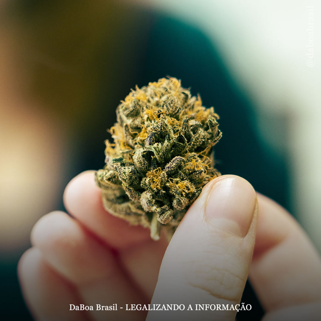 Canadá: mais da metade dos usuários compram maconha no mercado legal, de acordo com estudo