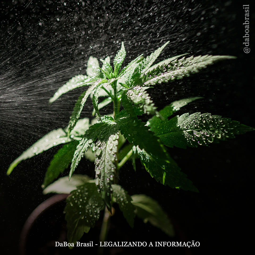 Dicas de cultivo: como e quando usar pulverizadores foliares no cultivo de maconha