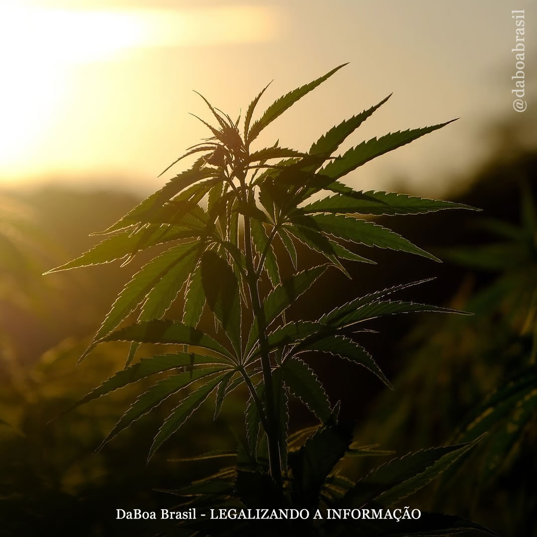 Dicas de cultivo: erros comuns cometidos por iniciantes no cultivo de maconha