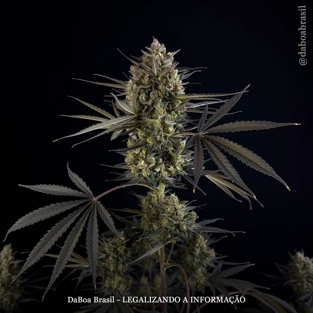 Dicas de cultivo: macronutrientes e micronutrientes essenciais para as plantas de maconha