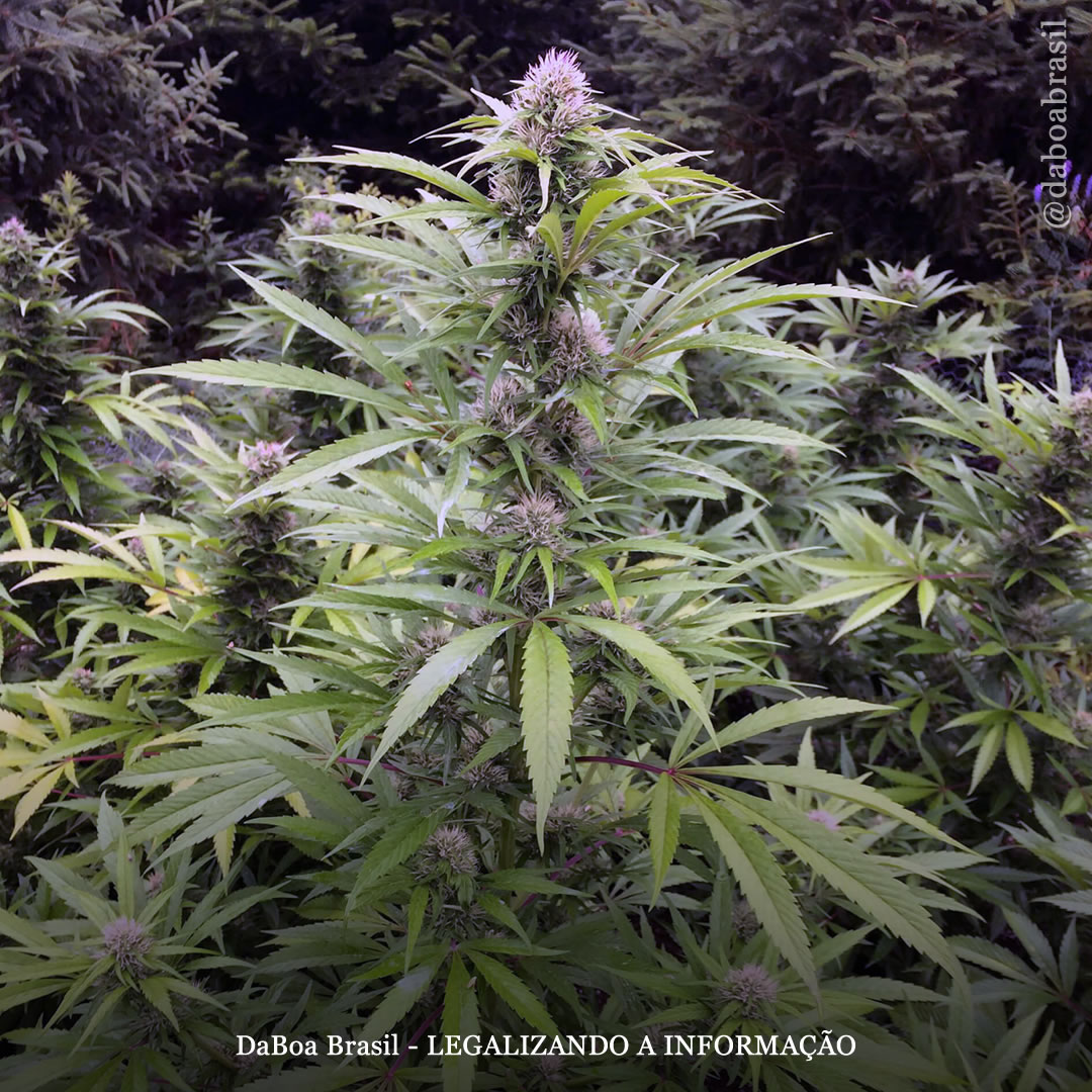 Dicas de cultivo: o melhor solo para cultivar plantas de maconha automáticas