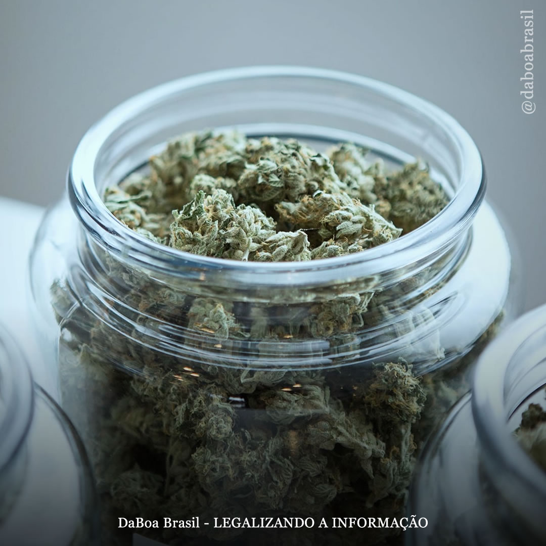 Distribuir maconha de graça pode ajudar a conter a crise de overdose de drogas, sugere novo estudo