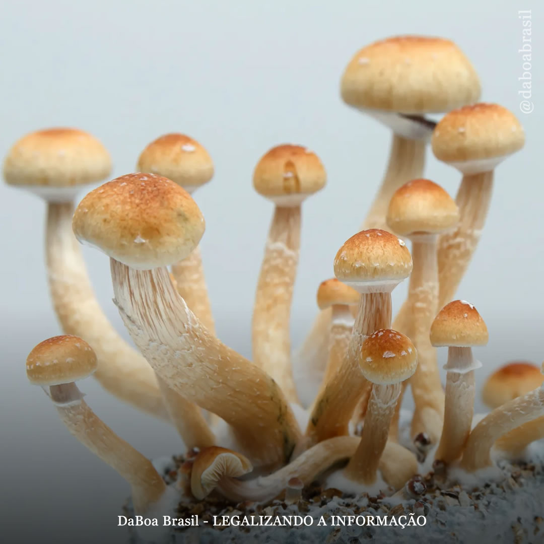 Estudo visa determinar o papel dos cogumelos psilocibinos no combate ao alcoolismo