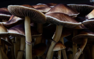 Extrato natural de cogumelos psilocibinos tem melhores efeitos terapêuticos do que psilocibina sintetizada, afirma estudo