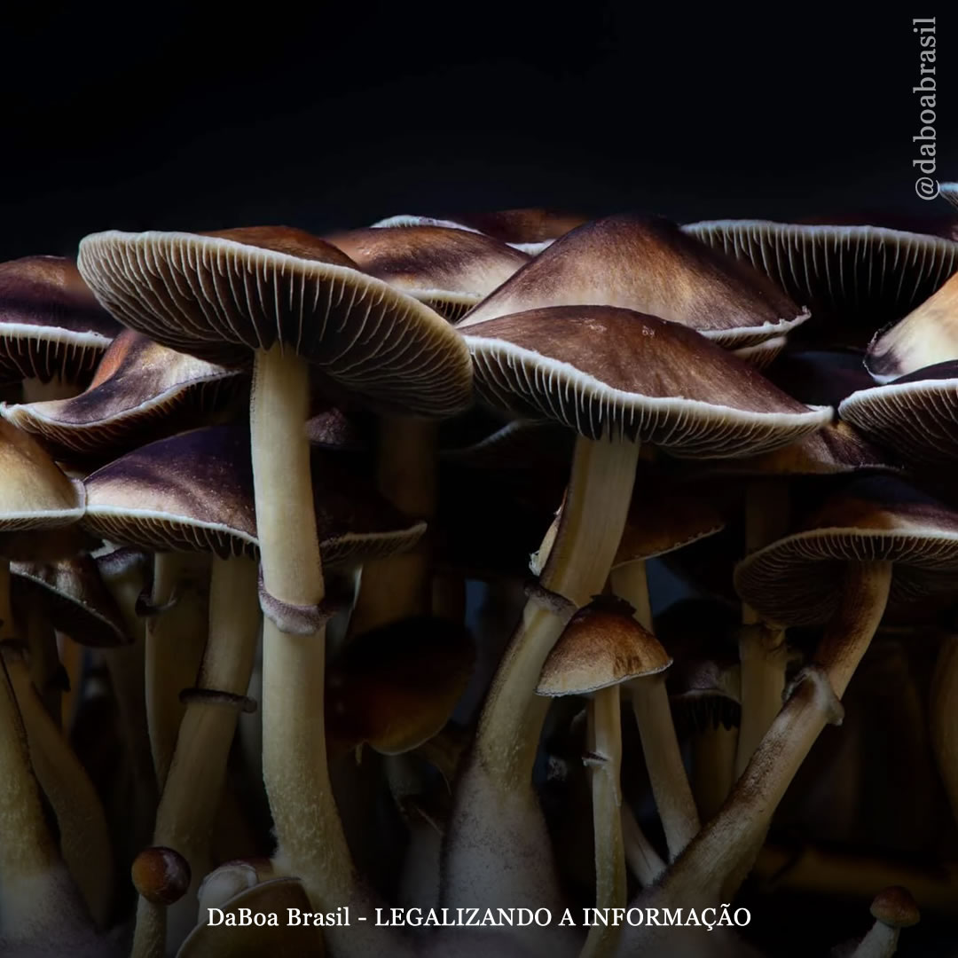 Extrato natural de cogumelos psilocibinos tem melhores efeitos terapêuticos do que psilocibina sintetizada, afirma estudo