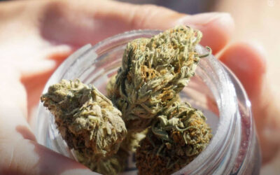 Não há nenhuma associação entre as leis de uso adulto da maconha e uso entre jovens, diz estudo