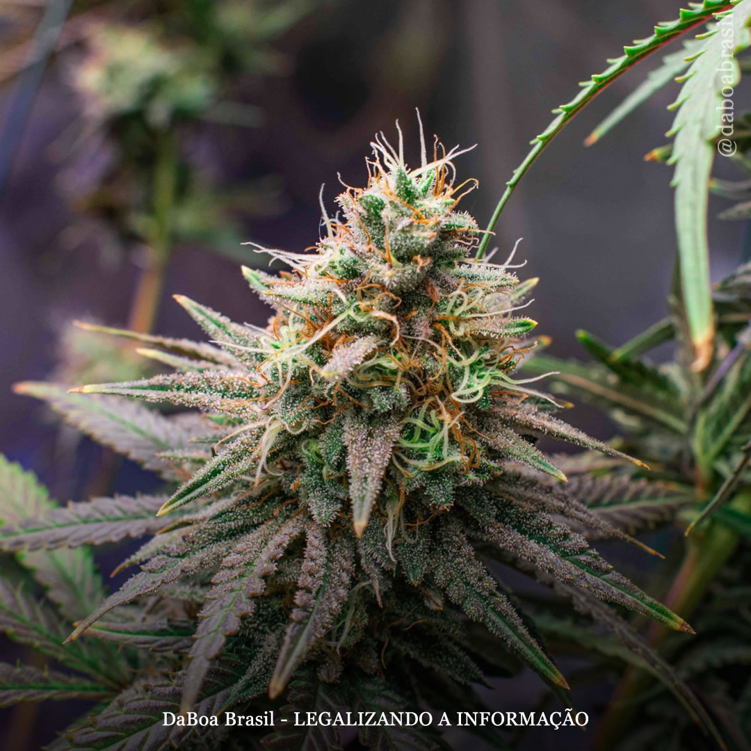 Pacientes que fazem uso de maconha relatam benefícios duradouros na qualidade de vida, diz estudo