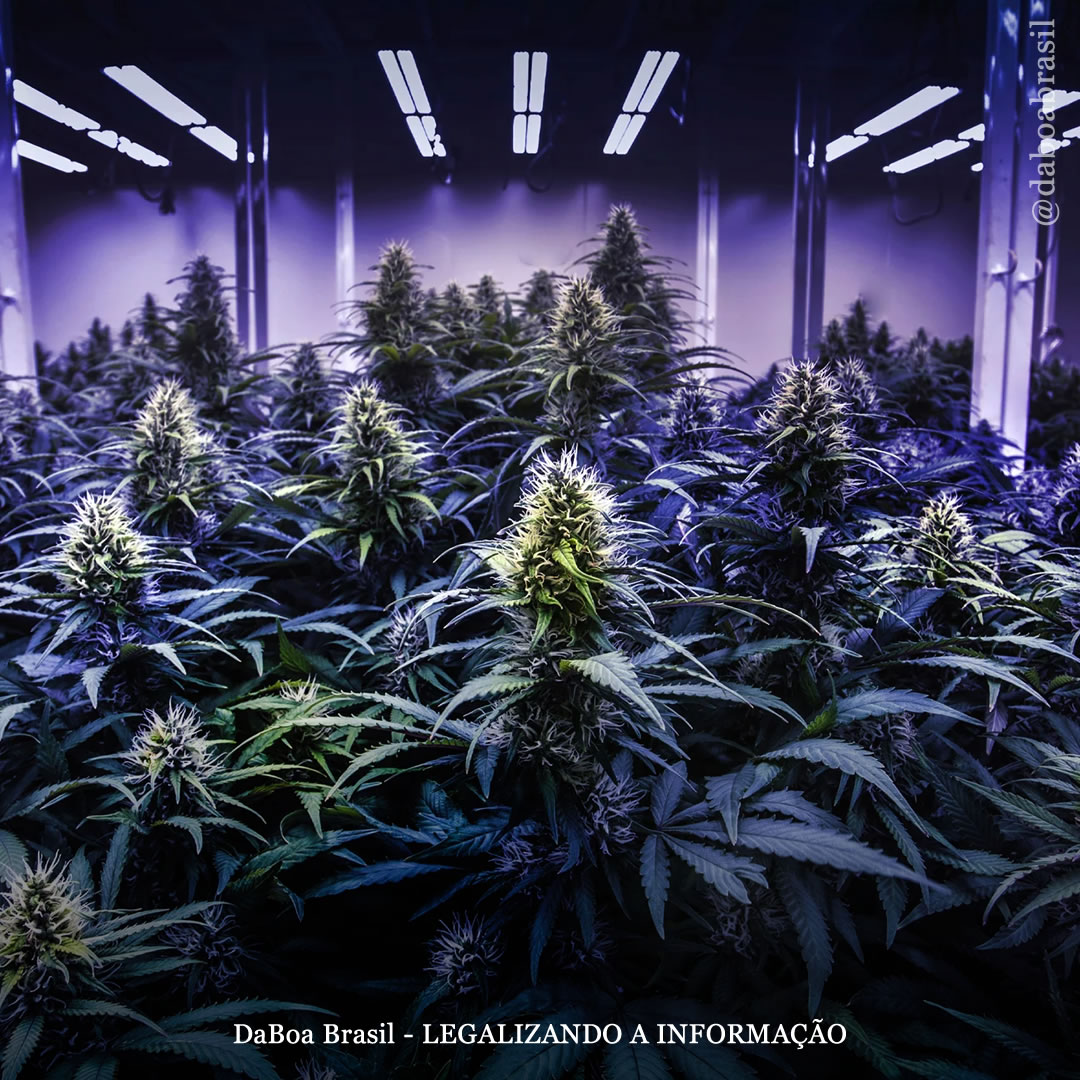 Um fotoperíodo mais longo aumenta substancialmente o rendimento e a qualidade das plantas de maconha, diz estudo