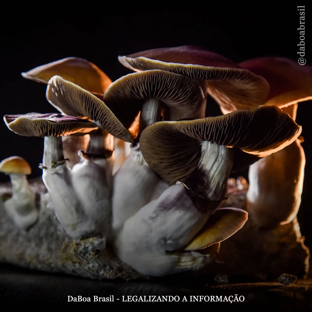 Uso de psicodélicos está associado a “taxas mais baixas de sintomas psicóticos” em jovens, conclui estudo