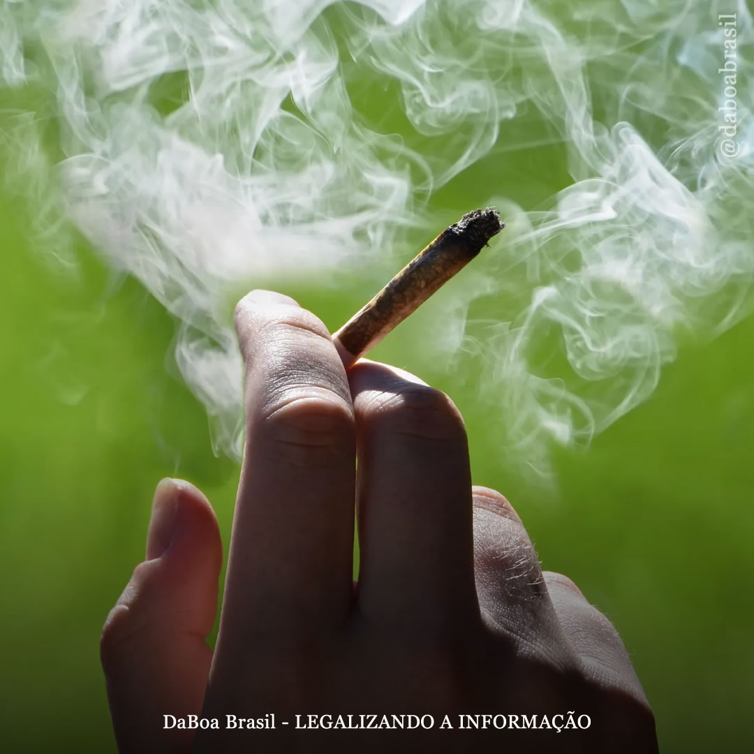Usuários de maconha têm “probabilidades significativamente reduzidas” de declínio cognitivo, conclui estudo