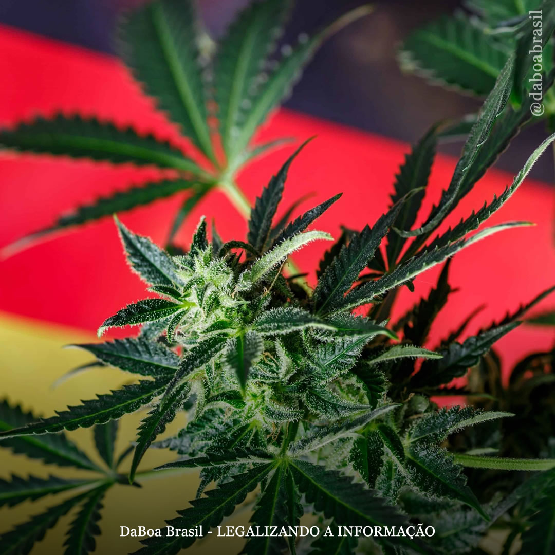 Alemanha: legalização do uso adulto e autocultivo da maconha entra oficialmente em vigor