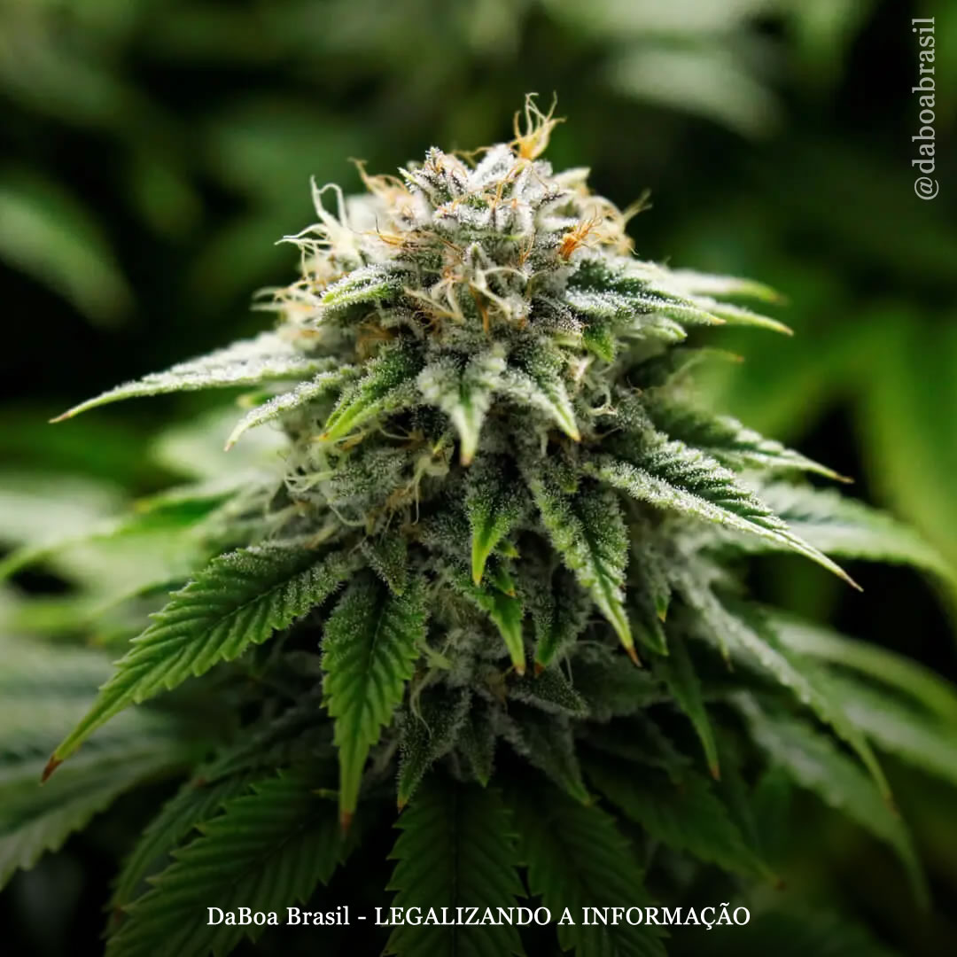 Composto da maconha pode oferecer tratamento para distúrbios cerebrais, diz estudo