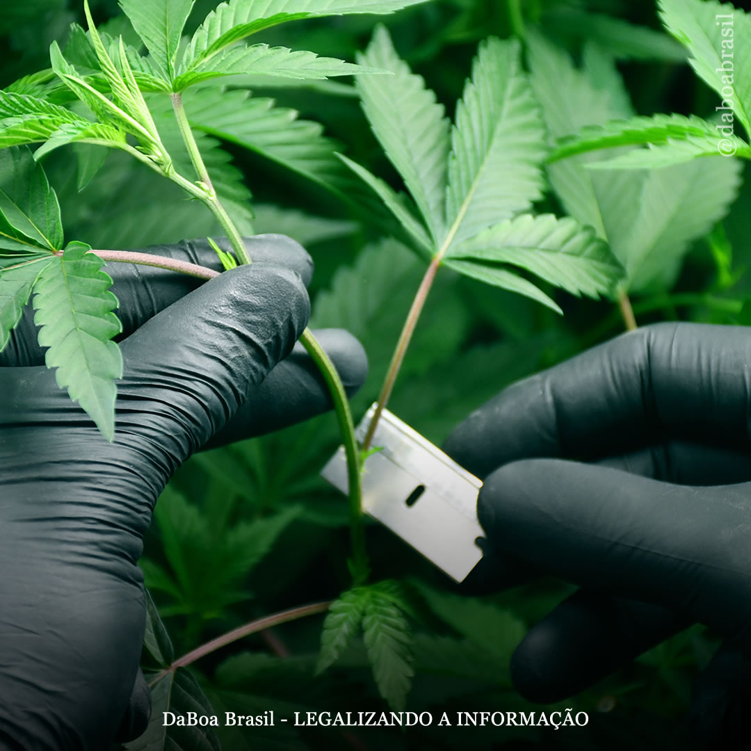 Dicas de cultivo: como fazer a multiplicação de plantas de maconha por meio de clones