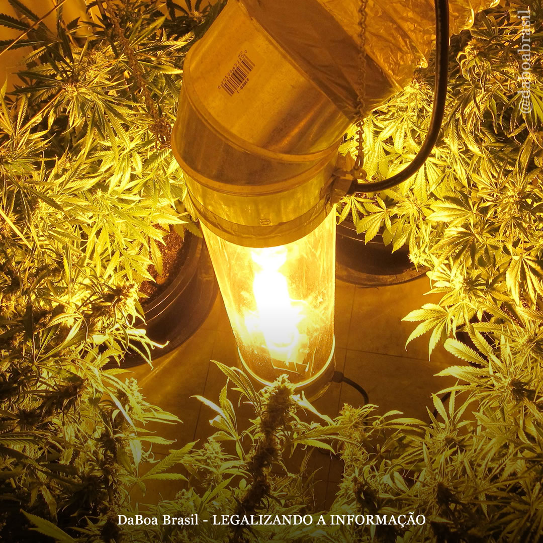 Dicas de cultivo: como fazer um cultivo vertical de maconha e quais são os seus benefícios?