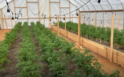 Dicas de cultivo: guia para iluminação suplementar em estufas