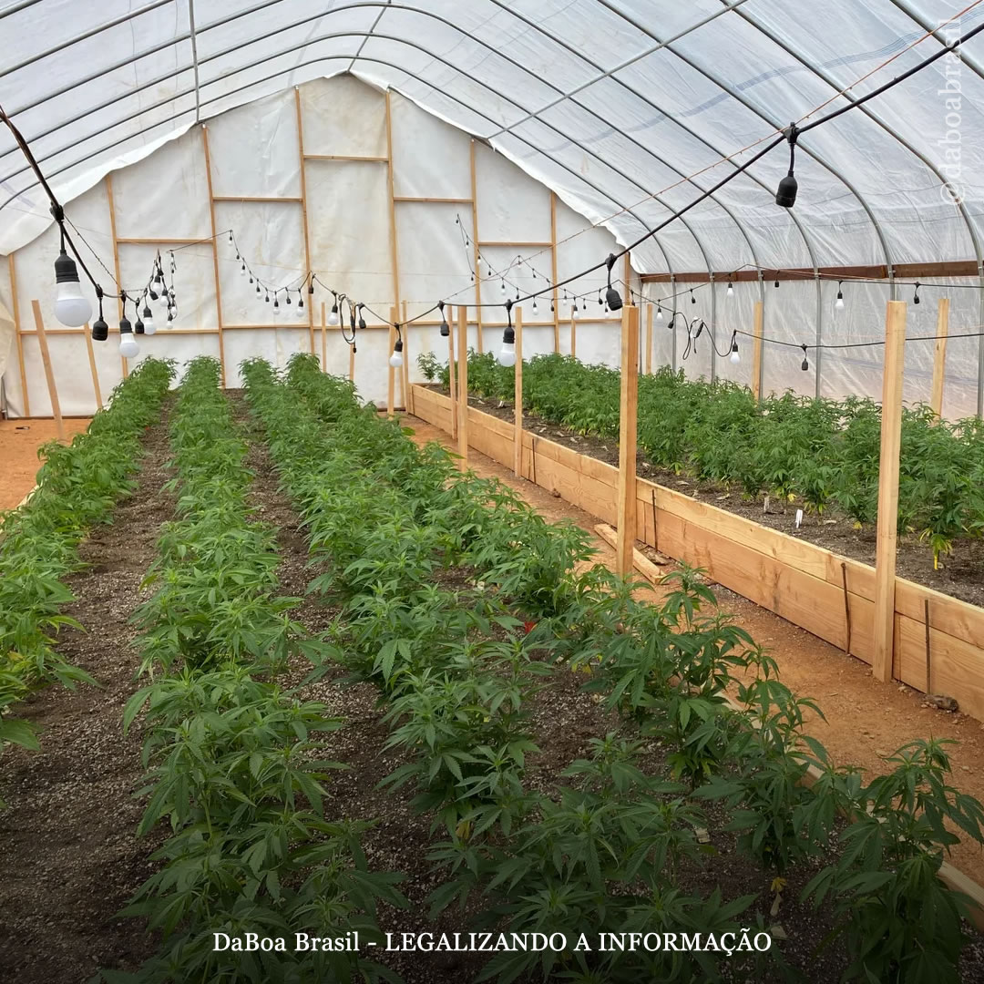 Dicas de cultivo: guia para iluminação suplementar em estufas