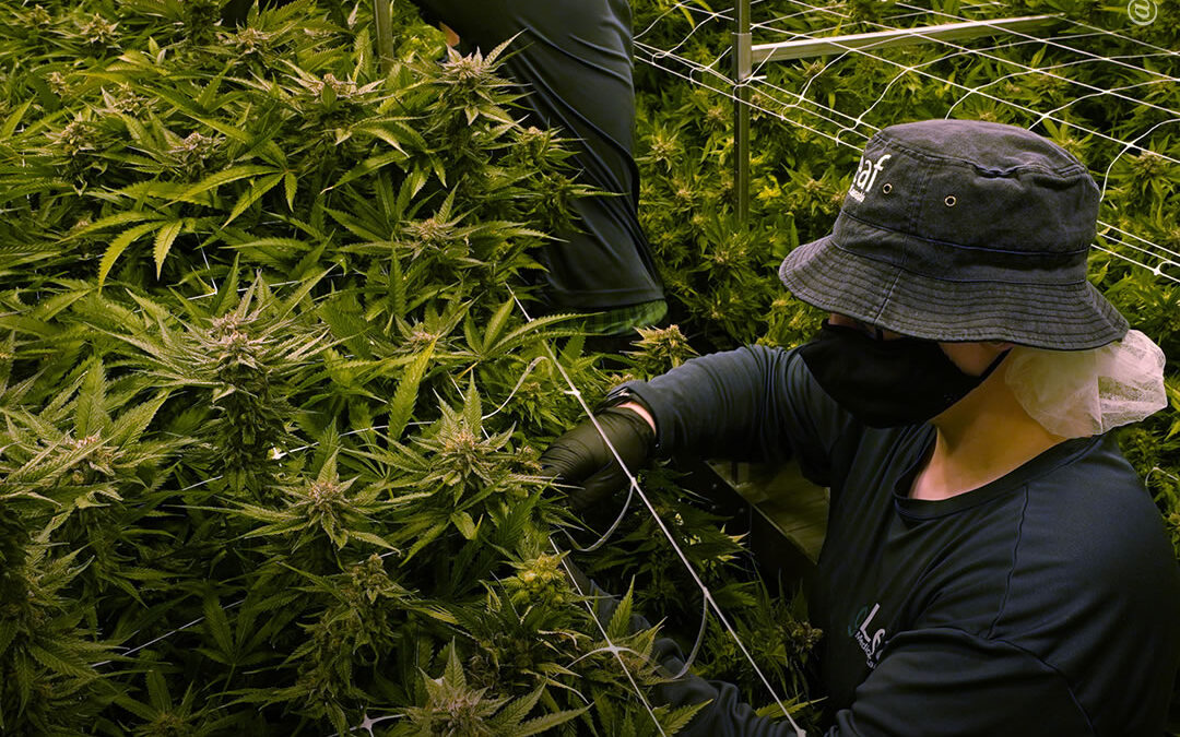 EUA: a indústria da maconha legal agora sustenta mais de 440.000 empregos em tempo integral