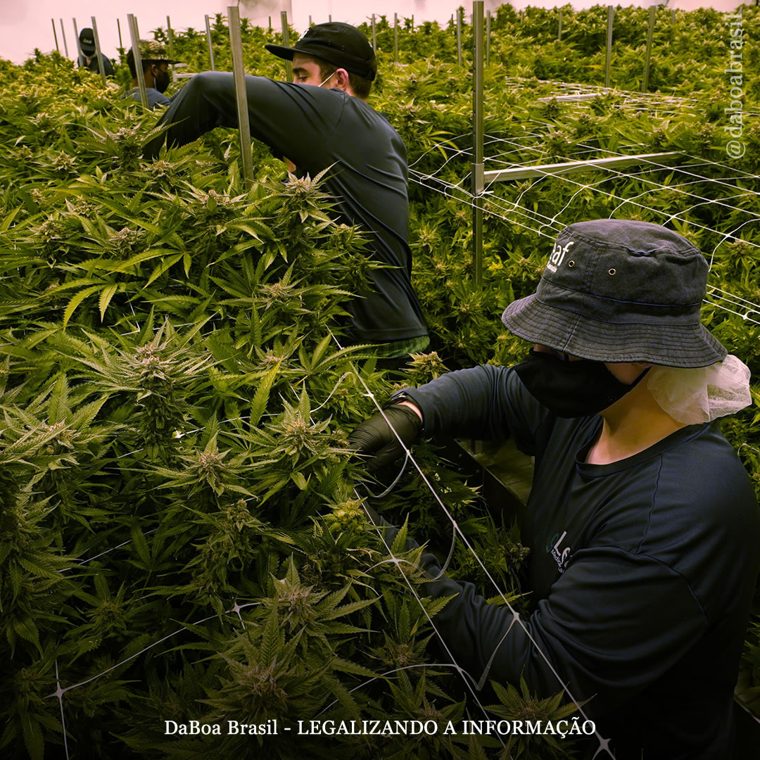 EUA: a indústria da maconha legal agora sustenta mais de 440.000 empregos em tempo integral