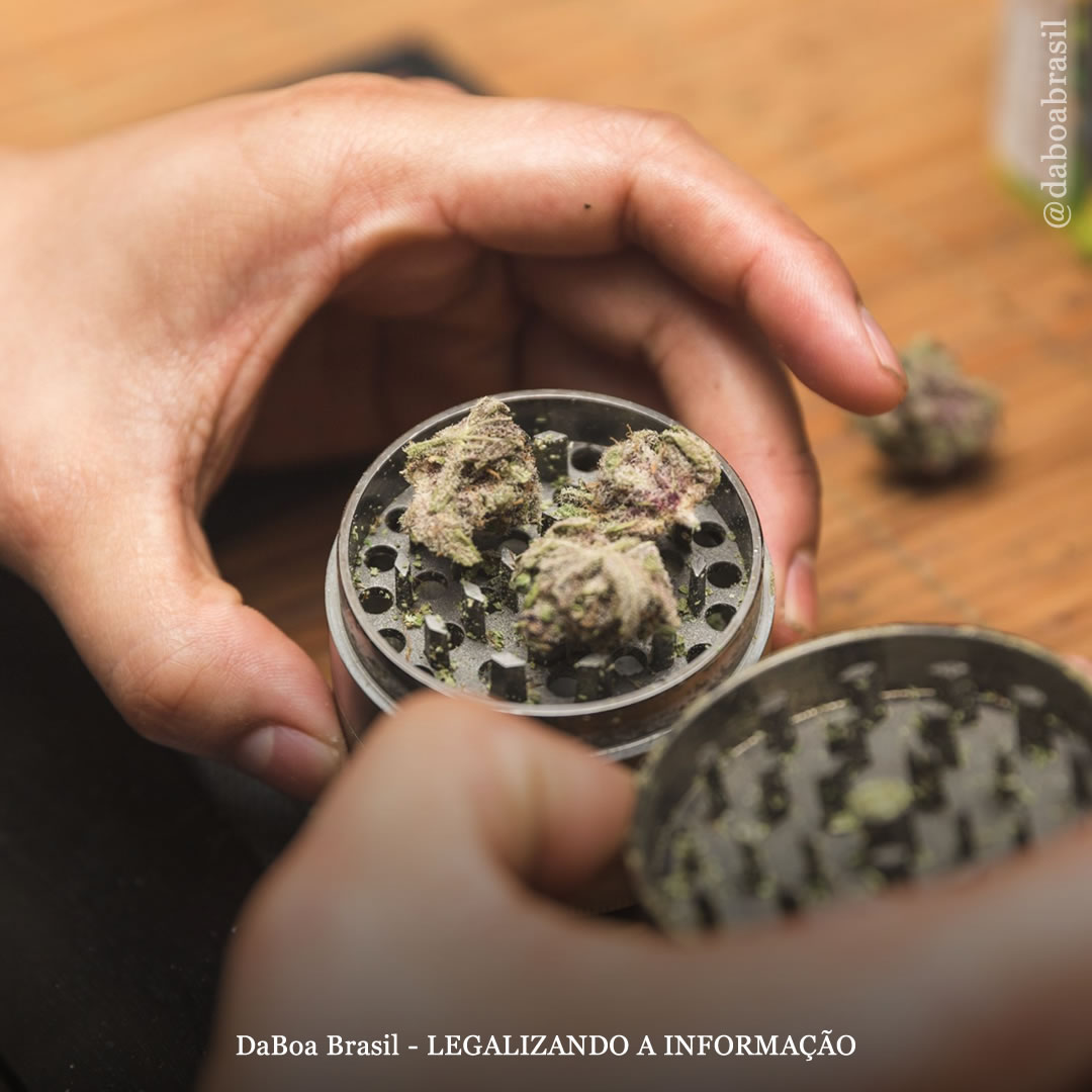 EUA: pessoas usam maconha quase na mesma proporção em estados legais e não legais, sugerindo que a criminalização não ‘restringe’ o consumo, conclui pesquisa