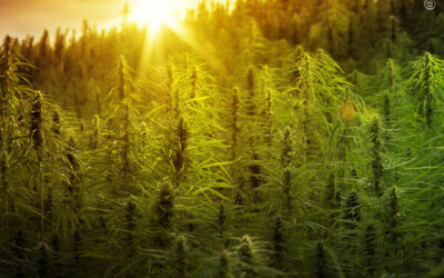 Governo de Estremadura (Espanha) e Portugal cultivarão cannabis para conservar o meio ambiente