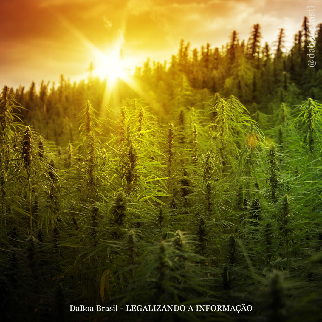 Governo de Estremadura (Espanha) e Portugal cultivarão cannabis para conservar o meio ambiente